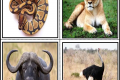 Didattica: Le Flash Card degli animali selvatici