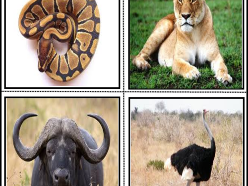 Didattica: Le Flash Card degli animali selvatici