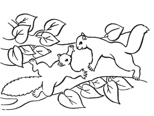 Disegni da colorare: Gli scoiattoli