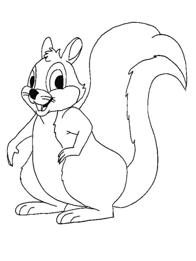 scoiattoli4