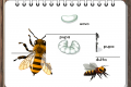 Il ciclo vitale dell'ape