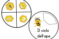 Il ciclo vitale della api